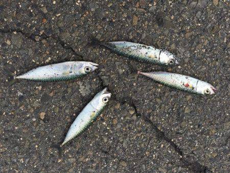 四日市港 サビキ