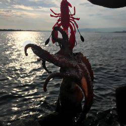 蛸、たこ、タコ！