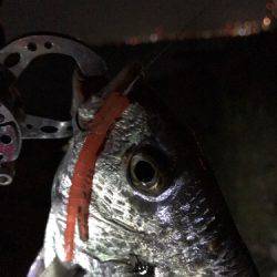 まだまだ釣れてます！