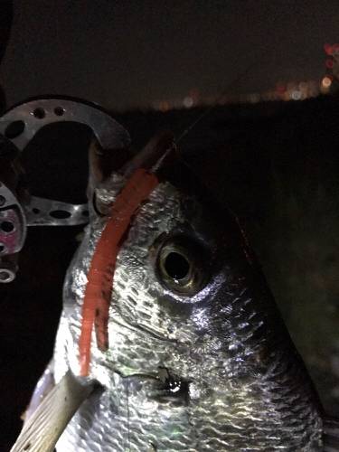 まだまだ釣れてます！