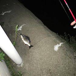 最短チヌゲーム