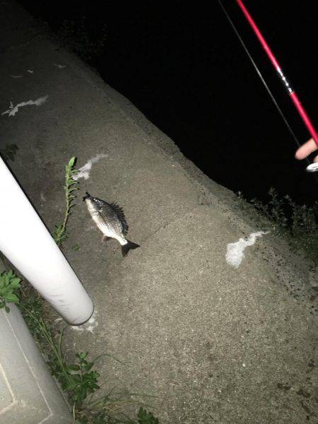 最短チヌゲーム