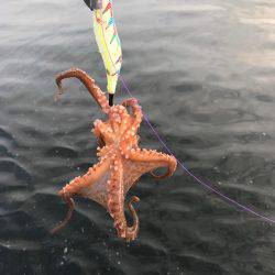 出勤前のタコ活