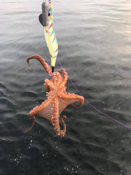 出勤前のタコ活