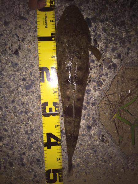 鈴鹿サーフ フラット