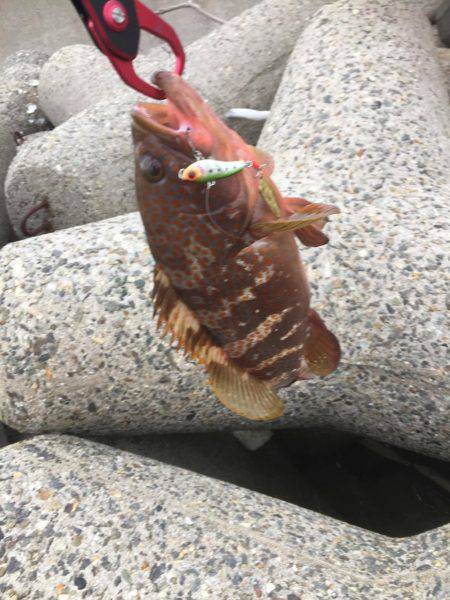 シーバスのはずが(T . T)