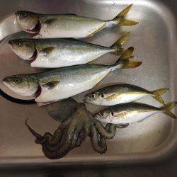 ポーアイ沖にて、ツバス