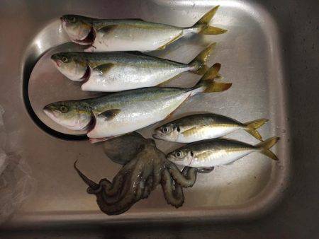 ポーアイ沖にて、ツバス