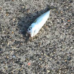 夕まずめIN四日市港 第2