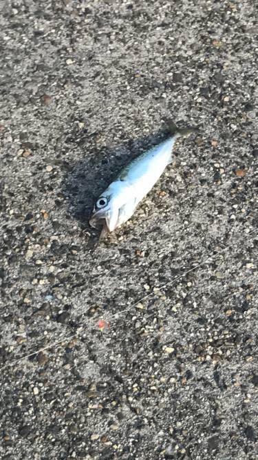 夕まずめIN四日市港 第2