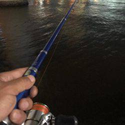 クロダイ、フッコ！