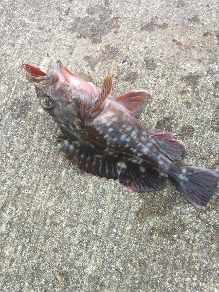 スーパーライトショアジギング