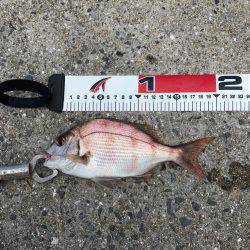 今日の紀州釣り