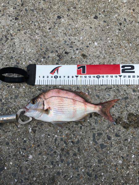 今日の紀州釣り