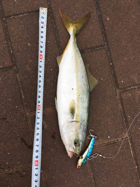 ポートアイランドでツーバスとシーバス!