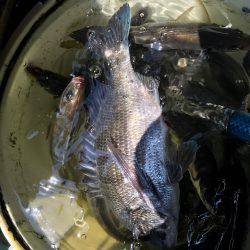 絶品 メクリアジ