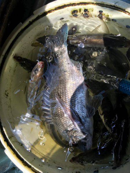 絶品 メクリアジ