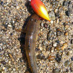 鯊クランクベイト(笑)。