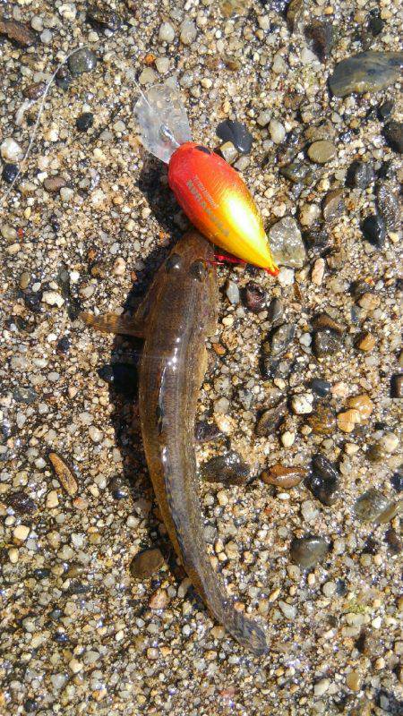 鯊クランクベイト(笑)。