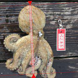 礫浦三吉丸筏での五目釣り