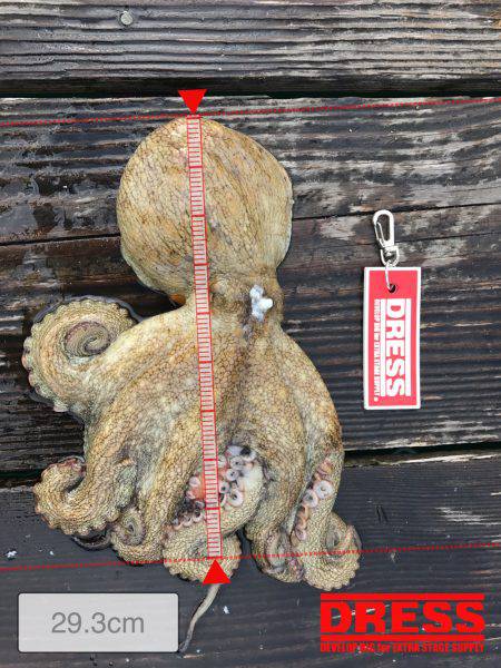 礫浦三吉丸筏での五目釣り