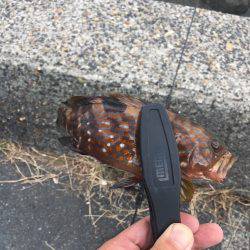 ロックのちオクトパス