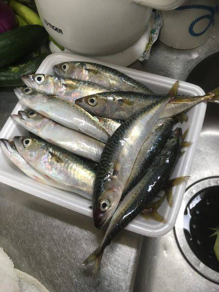 遠征ファミリーフィッシング