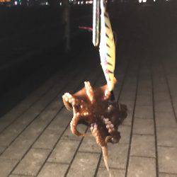 ナイト＆デイタコゲーム