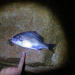 淀川チニング&ハゼ⁈