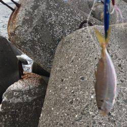 ライトショアジギング