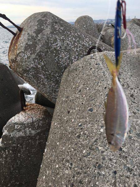 ライトショアジギング