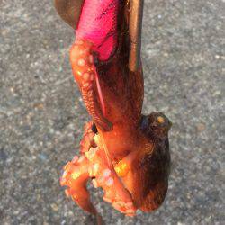 タコのちガシラ