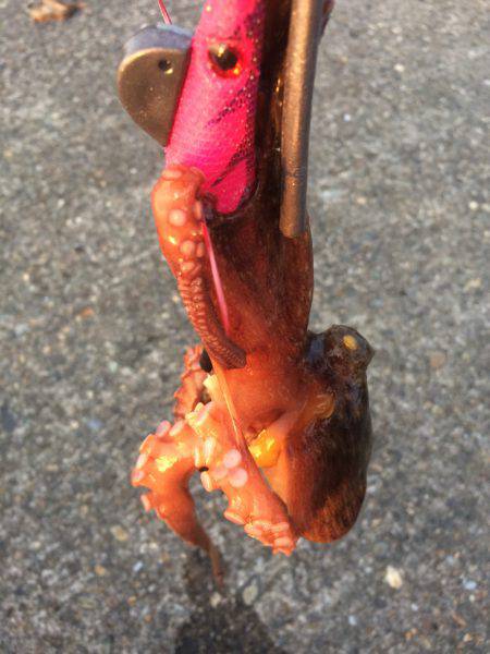 タコのちガシラ