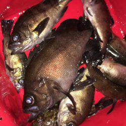 真夏のメバリング