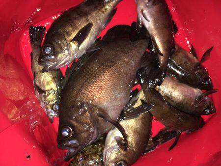 真夏のメバリング