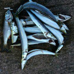 爆釣カマス＆シマアジ