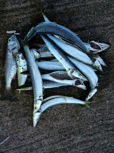 爆釣カマス＆シマアジ