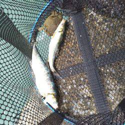 本命のヒラメは釣れなくて外道が釣れる(笑)