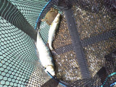 本命のヒラメは釣れなくて外道が釣れる（笑）…