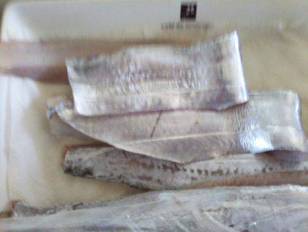 シーズン到来?タチウオ