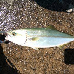 ツバス、少しずつサイズアップ^_^;