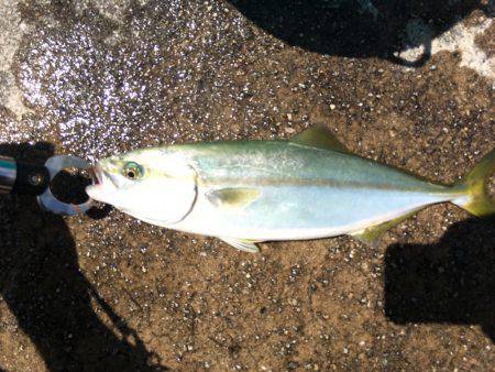 ツバス、少しずつサイズアップ^_^;