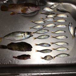 マアジ、ガシラ、アコウ