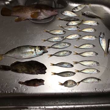 マアジ、ガシラ、アコウ