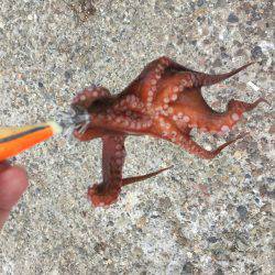 遠投で狙い撃ち！