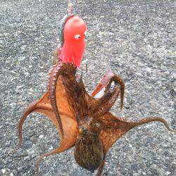 オクトパッシング