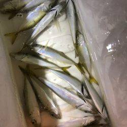 ふらっと豆アジ！