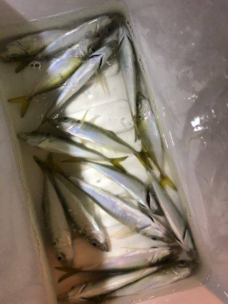 ふらっと豆アジ！