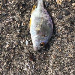 テナガエビ見れず