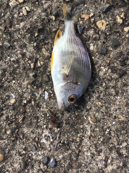 テナガエビ見れず